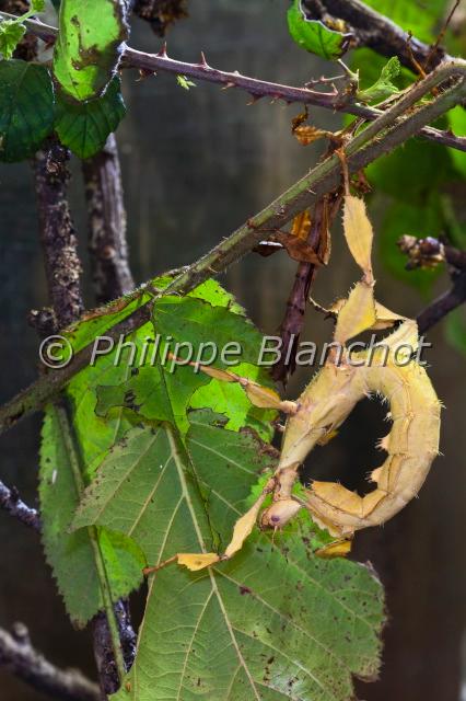 extatosoma tiaratum.JPG - Extatosoma tiaratum (Macleay, 1827)Phasmatodea, PhasmatidaeElevage, Palais de la Découverte, Paris